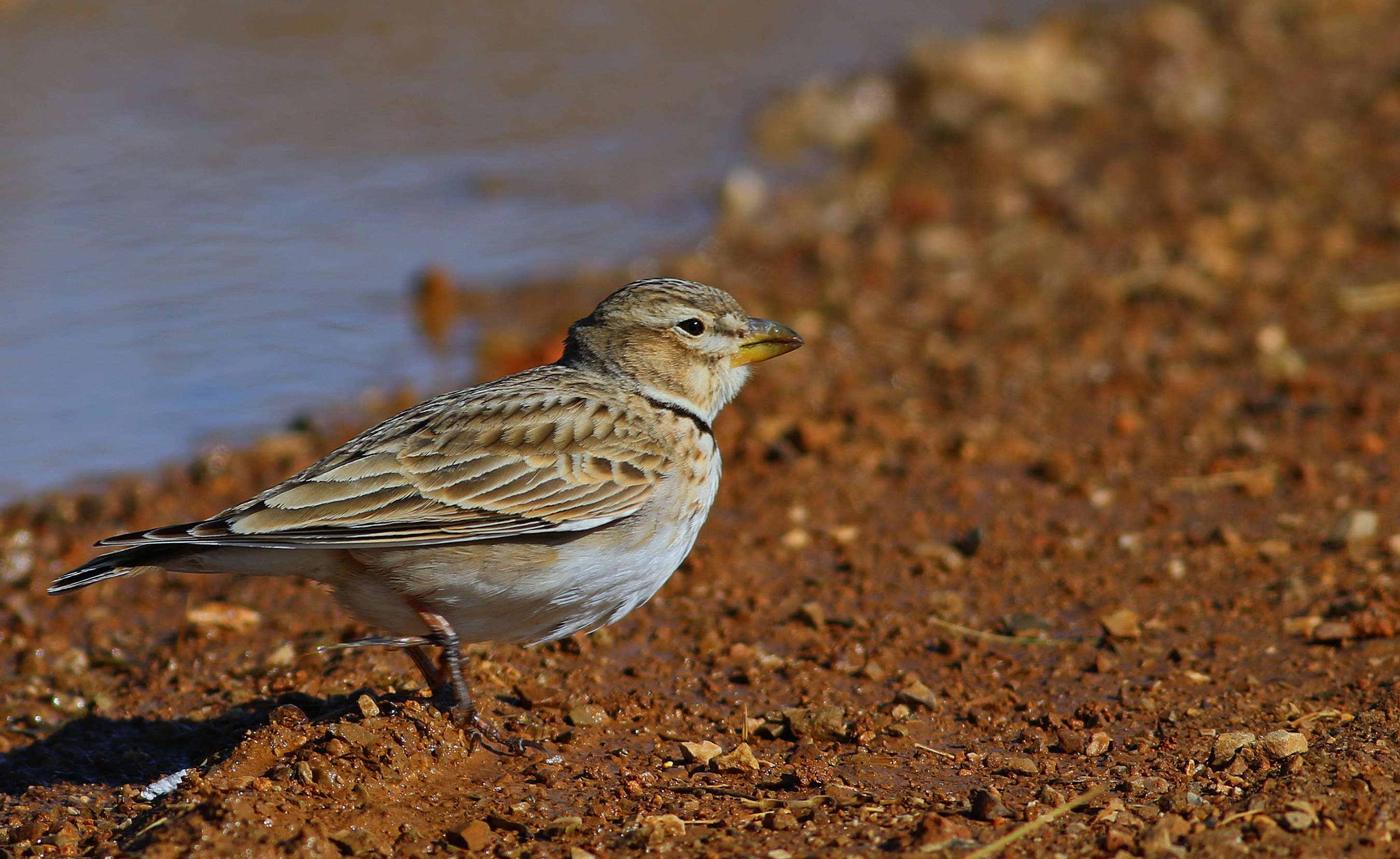 Calandra Lark
